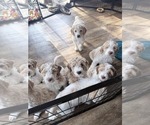Small Photo #4 Aussie-Poo-Goldendoodle Mix Puppy For Sale in COMMERCE, MI, USA