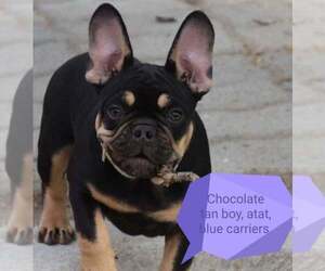 French Bulldog Dog for Adoption in Pilis, Pest Hungary