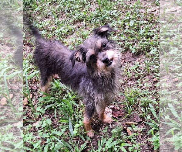 Medium Photo #2 Mutt Puppy For Sale in Missouri City, TX, USA