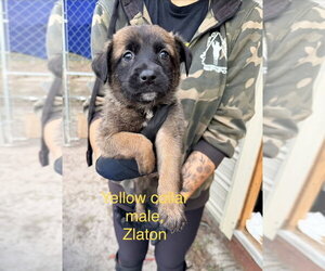 Mutt Dogs for adoption in Imlay City, MI, USA