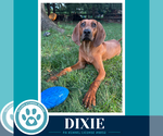 Small #1 Redbone Coonhound