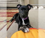 Small #4 Border Terrier-Labrador Retriever Mix