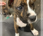 Small #3 Mutt