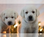 Small Photo #17 Labrador Retriever Puppy For Sale in LOGAN, UT, USA
