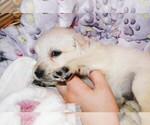 Puppy Shelby English Cream Golden Retriever