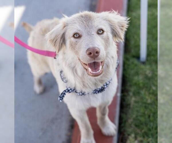 Medium Photo #9 Golden Retriever-Unknown Mix Puppy For Sale in San Diego, CA, USA