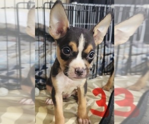 American Bully-Pit Puppy for sale in RIXEYVILLE, VA, USA
