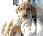 Small #1 Labrador Retriever Mix