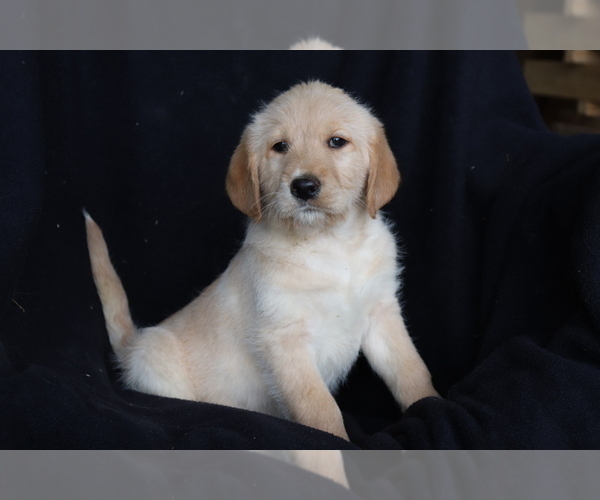 Medium Photo #4 Labradoodle Puppy For Sale in SHILOH, OH, USA
