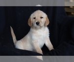 Small Photo #4 Labradoodle Puppy For Sale in SHILOH, OH, USA
