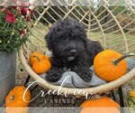 Small #4 Schnoodle (Miniature)
