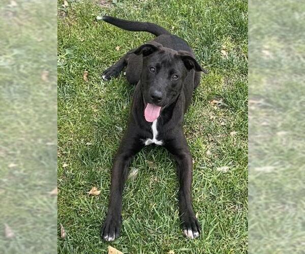 Medium Photo #1 Mutt Puppy For Sale in Riverside, CA, USA