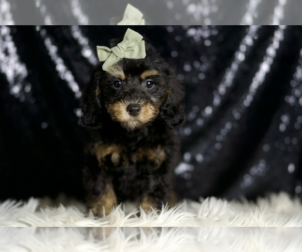 Medium Photo #11 Poodle (Toy) Puppy For Sale in WARSAW, IN, USA