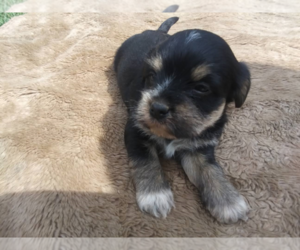 YorkiePoo Puppy for sale in ANN ARBOR, MI, USA