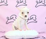 Small Photo #29 Chihuahua Puppy For Sale in LAS VEGAS, NV, USA