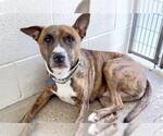 BRUCE - Male American Pit Bull Terrier-Unknown Mix Dog for Adoption - Small photo