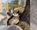 Small Photo #13 Siberian Husky Puppy For Sale in TRIMBLE, MO, USA