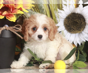 Cavapoo Puppy for sale in MOUNT VERNON, OH, USA