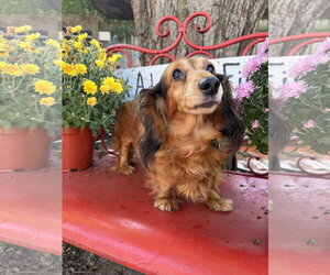 Winnie - Female Dachshund Dog for Adoption - Photo #3