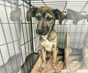 German Shepherd Dog-Unknown Mix Dogs for adoption in Stockton, CA, USA