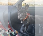 Small #5 American French Bull Terrier
