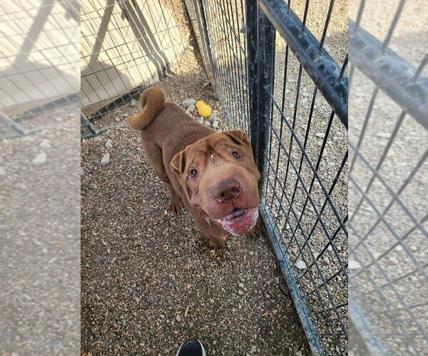 Medium Photo #2 Chinese Shar-Pei Puppy For Sale in Foristell, MO, USA