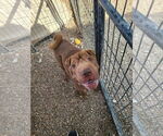 Small #1 Chinese Shar-Pei