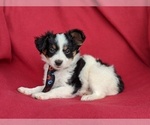 Small Photo #5 Papillon Puppy For Sale in OXFORD, PA, USA