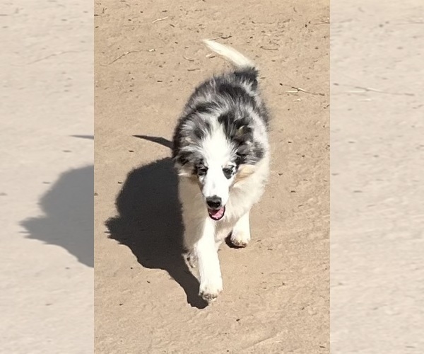 Medium Photo #26 Shetland Sheepdog Puppy For Sale in FORT MORGAN, CO, USA