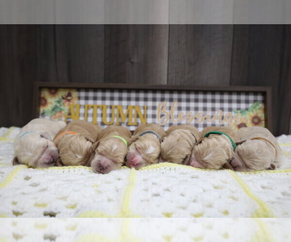 Medium Photo #3 Golden Cocker Retriever Puppy For Sale in Aylmer, Ontario, Canada