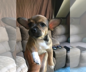 Chihuahua Puppy for sale in SYRACUSE, IN, USA