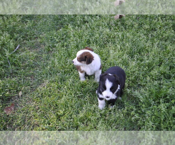 Medium Photo #14 Miniature Australian Shepherd Puppy For Sale in SWAN, TX, USA