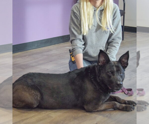 Medium Photo #4 Holland Shepherd-Unknown Mix Puppy For Sale in Huntley, IL, USA