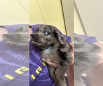 Small #3 F2 Aussiedoodle