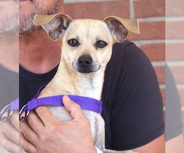 Medium Photo #1 Chihuahua-Unknown Mix Puppy For Sale in Carrollton, TX, USA