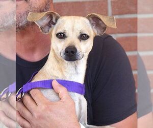 Chihuahua-Unknown Mix Dogs for adoption in Carrollton, TX, USA