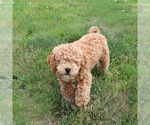 Small Photo #1 Maltipoo Puppy For Sale in BURLINGTON, IA, USA