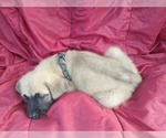 Puppy Wavy Fawn Daniff