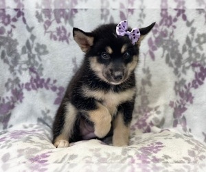 Pomsky Puppy for sale in LAKELAND, FL, USA