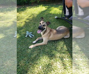 Dillion - Male Mutt Dog for Adoption - Photo #2