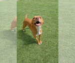 Maya - Female Dachshund-Staffordshire Bull Terrier Mix Dog for Adoption - Small photo