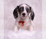 Small Photo #84 Dachshund Puppy For Sale in WARSAW, IN, USA