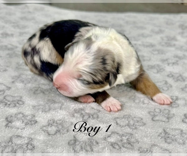 Medium Photo #8 Australian Shepherd Puppy For Sale in SALISBURY, NC, USA