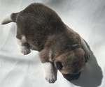 Small Photo #4 Akita Puppy For Sale in STRAFFORD, MO, USA