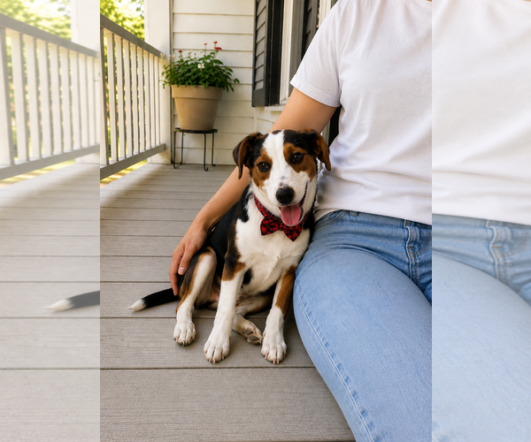 Medium Photo #8 Beagle-Unknown Mix Puppy For Sale in Mt. Laurel, NJ, USA