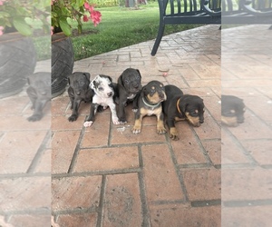 Catahoula Leopard Dog Puppy for sale in CENTRAL CITY, IL, USA
