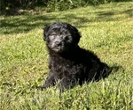 Small #4 Aussiedoodle Miniature 