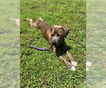 Small #3 Boxer
