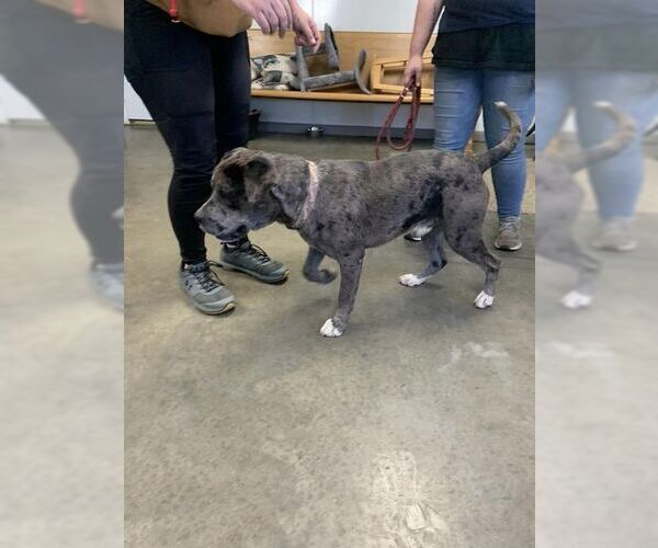 Medium Photo #2 American Bandogge mastiff Puppy For Sale in Fairfield, IL, USA