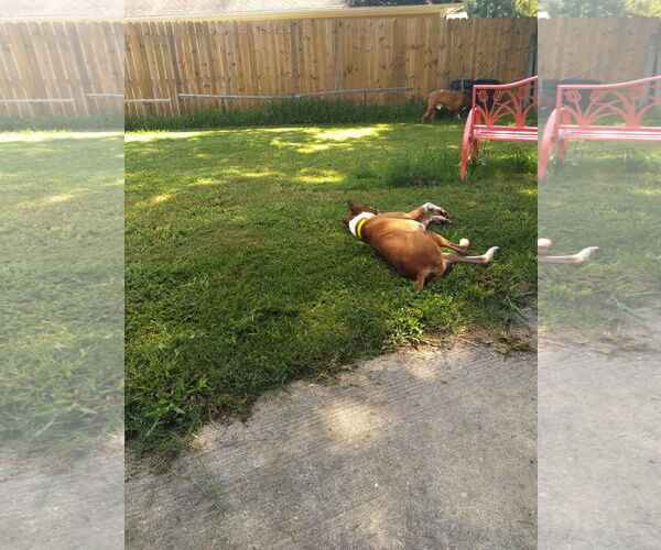 Medium Photo #3 Boxer Puppy For Sale in  Katy, TX, USA